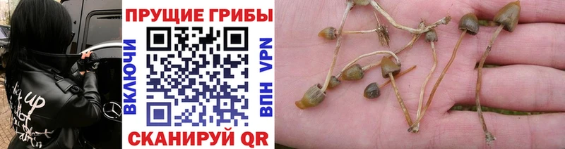 Галлюциногенные грибы Magic Shrooms  Тосно 